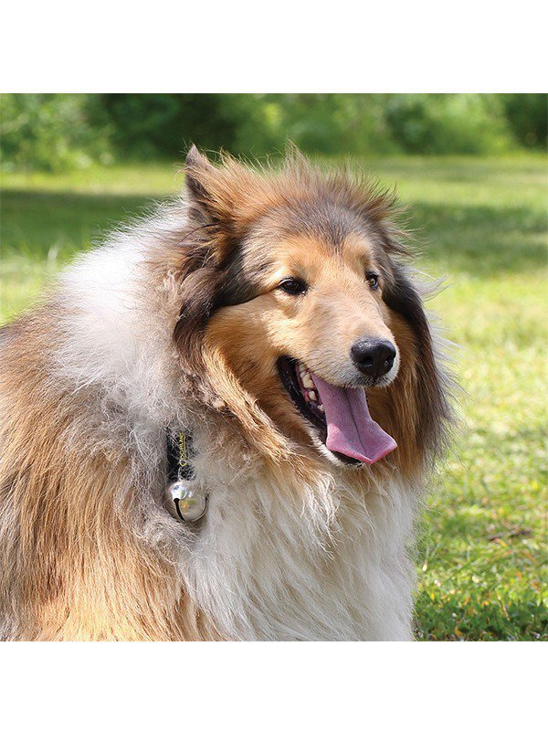 ベアーベル カラビナ付き [11210303000000]｜COGHLAN'S